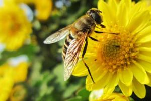 周公解梦:梦见蜜蜂的相关梦境及解释