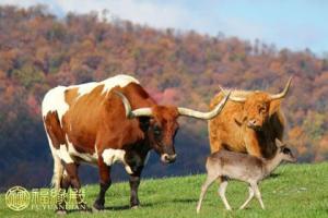 浅析:生肖牛与人生运势