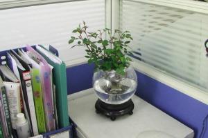 办公桌上放什么植物好5在家中的时候摆放东西有风水,在办公室的时候