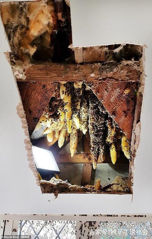 2.2万蜜蜂在家筑巢10年,灭虫公司都没办法,不想吸尘机竟帮大忙