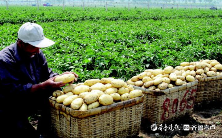 胶州12万亩大田土豆丰收预计今年产量将达40多万吨