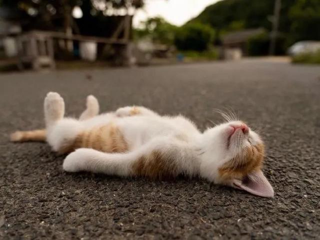一只躺在地上睡觉的小猫咪, 肚肚翻着对人毫无戒备心.