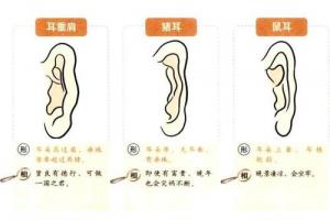 土耳一生福气贵——耳孔长毛阳寿命高