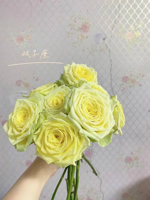 双子座玫瑰颜色很适合夏天很好看的星座花花#双子座玫瑰  #颜值花花