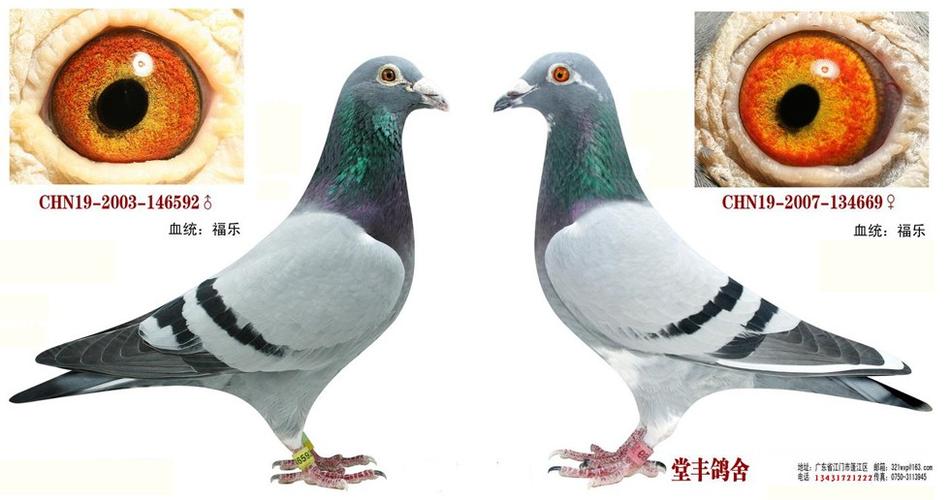 石板鸽最佳羽色配对图图片