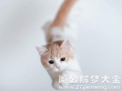 梦见猫扑向自己是什么意思_梦到猫扑向自己好不好_大鱼解梦网