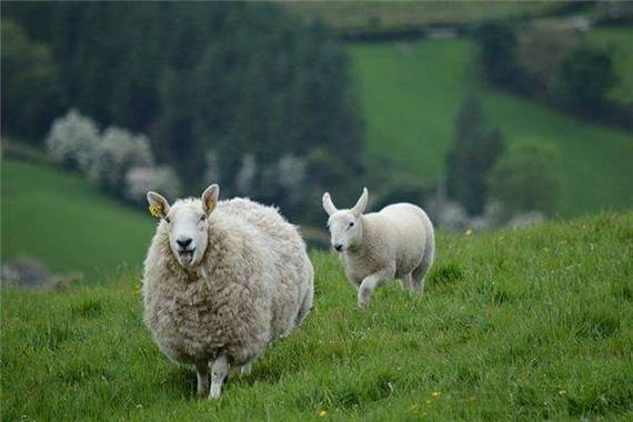 属羊的今年有没有财运属羊今年的财运和运势钻石财运,属羊人士在今年