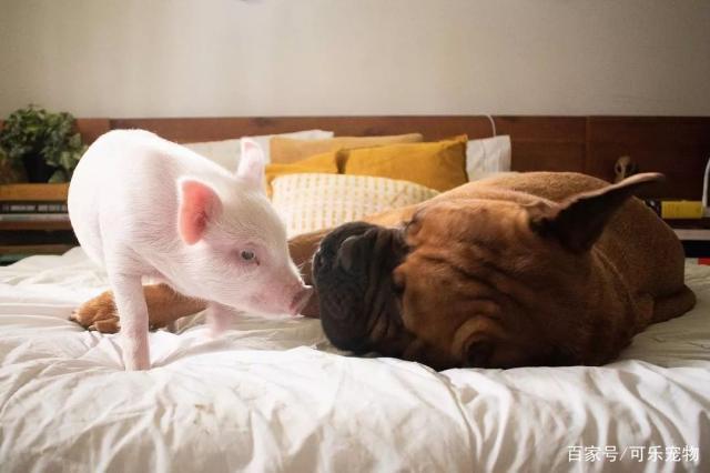 狗和小猪成了好朋友,一起吃饭一起睡觉,结果猪长胖后吓了狗一跳