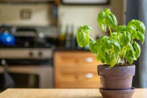 厨房放什么绿植比较好教你选择最适合摆放在厨房的绿植