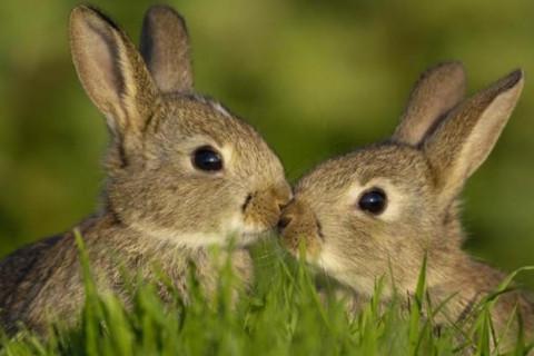2023年属兔人2023年运势及运程11岁属兔人每月运势解析