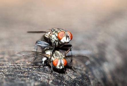 两只交配的苍蝇的宏观照片交配苍蝇两只苍蝇配对,对苍蝇交配期的特写