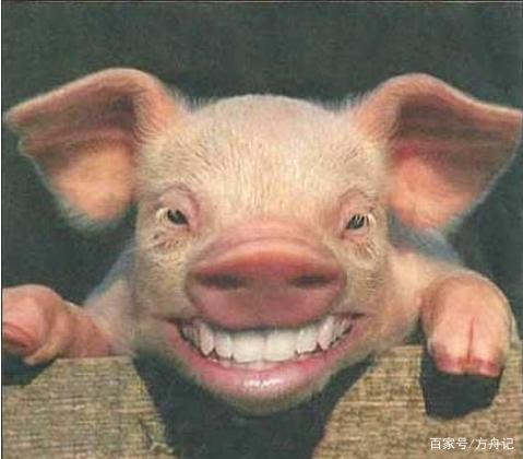所以啊,其实猪是一种非常温厚可爱的动物,它有着圆浑厚重的体态,和气