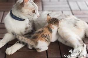 猫咪哺乳期间需要注意什么?