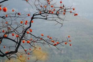 「生活诗歌」深秋的柿子树