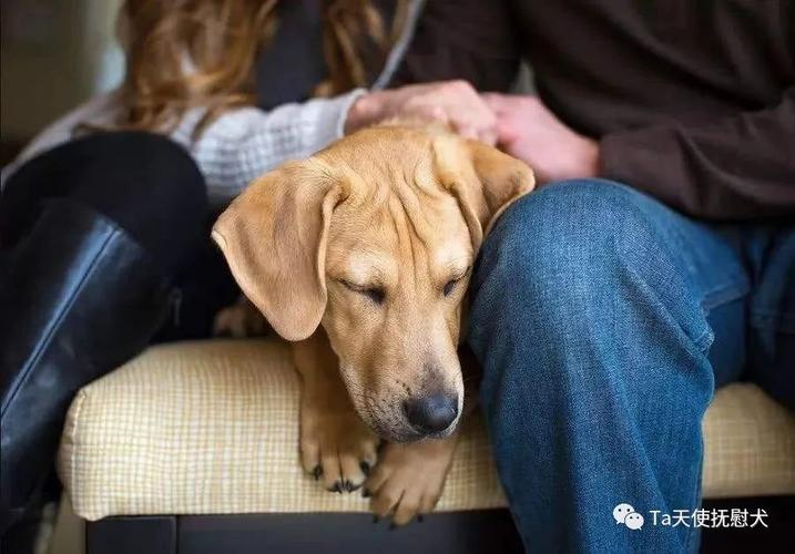 【连载】精神抚慰犬为什么对抑郁症人群康复有神奇作用呢?