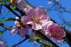 运这个词是非常熟悉的,桃花能够给我们带来爱情的机遇,如果有桃花的