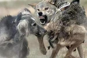 野外遇到狼,普通人如何逃命?该转身就跑还是正面搏斗?