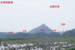 阴宅风水五龟下田来饮水新山穴点母龟头