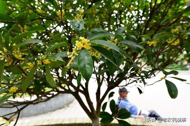 桂花树的风水(这五个地方不宜种桂花)