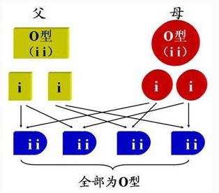 血型配对表