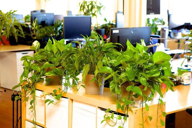 办公室放什么植物花卉好?办公室植物摆放风水讲究