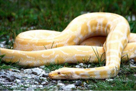 孕妇梦到蟒蛇,预示着你日后会喜得贵子,是一个吉利的征兆.