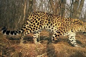 豹属物种数要从5个变成6个非洲豹和亚洲豹的基因差异超乎想象