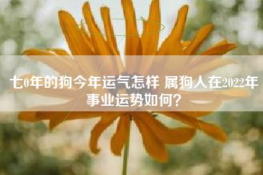 七0年的狗今年运气怎样 属狗人在2023年事业运势如何?