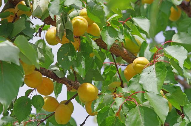 在我老家的院子里,有一颗当年爷爷种下的杏树.