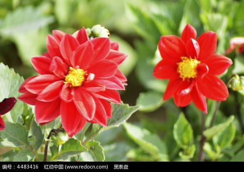 两朵红花