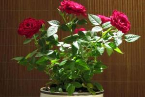 美丽的玫瑰花,枝条选择的好,在家也可以种植!