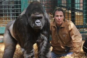 阿斯皮诺尔将其野生动物园的大猩猩送回非洲野外放生