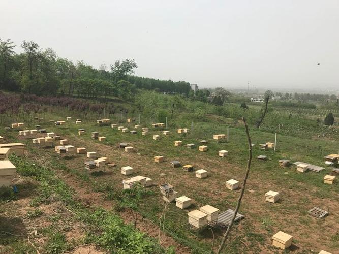 陕西石泉:90箱蜜蜂入驻联盟村,乡亲日子越来越甜