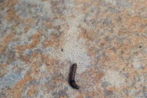 5厘米长的虫子,类似蚯蚓状蠕动,不知道