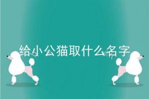 给小公猫取什么名字