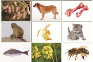 题目考考你下列小动物爱吃什么请把它们和喜欢的食物