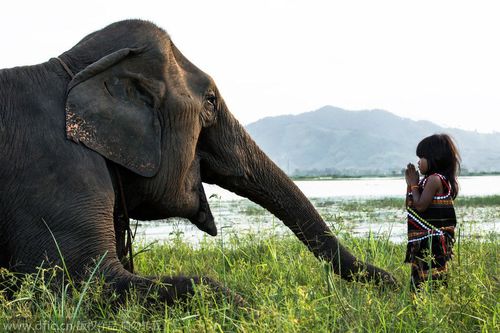 mnong少数民族驯服野生大象,再将它们带入他们生活的环境中,运送货物