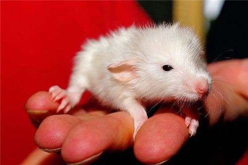 梦见小白鼠是什么意思