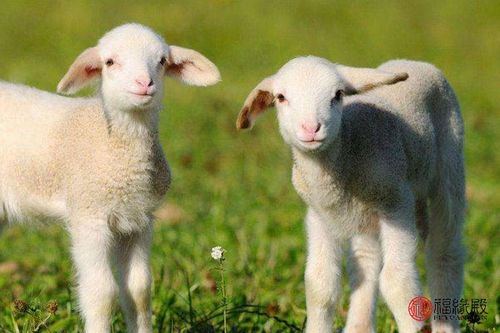 属羊的今年多大 2023属羊今年多少岁