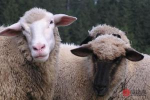 属羊的人最佳配对组合:生肖羊在十二地支中对应