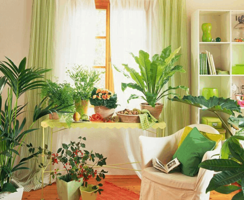 卧室植物摆放风水知识 客厅书房植物摆放