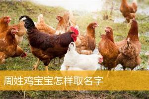 周姓鸡宝宝怎样取名字