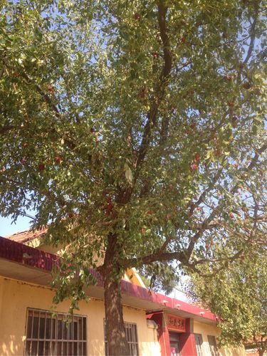 姥姥门前的大枣树挂满了红红的大枣