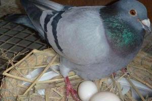 鸽子蛋要十七至十八天左右才可以孵化出小鸽子的.