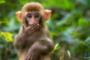 万年历 十二生肖 生肖运势  感情上,属猴人在2024年可以得到