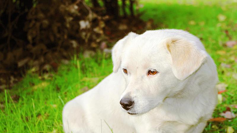 梦见白色的狗是什么征兆