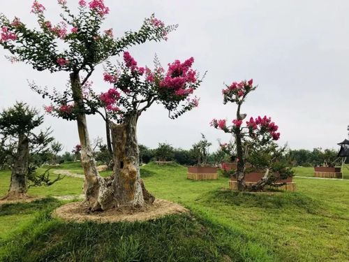 最老的紫薇树有将近300年~平均年龄达100年以上园内紫薇老桩有将近600