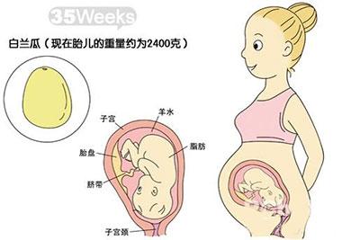 怀孕35周胎儿发育图