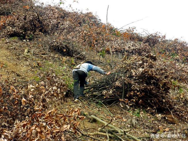 过去农村人到了冬天农闲季节都要上山砍柴,砍柴也是一门技术活!