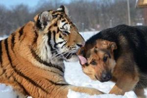 狗没见过虎为什么从骨子就害怕老虎